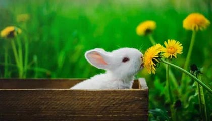 开云官方-日本NHK：塞内加尔足球在寒地创造了夏日奇迹，塞内加尔足球队厉害么