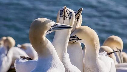 开云官方-日本NHK：塞内加尔足球在寒地创造了夏日奇迹，塞内加尔足球队厉害么