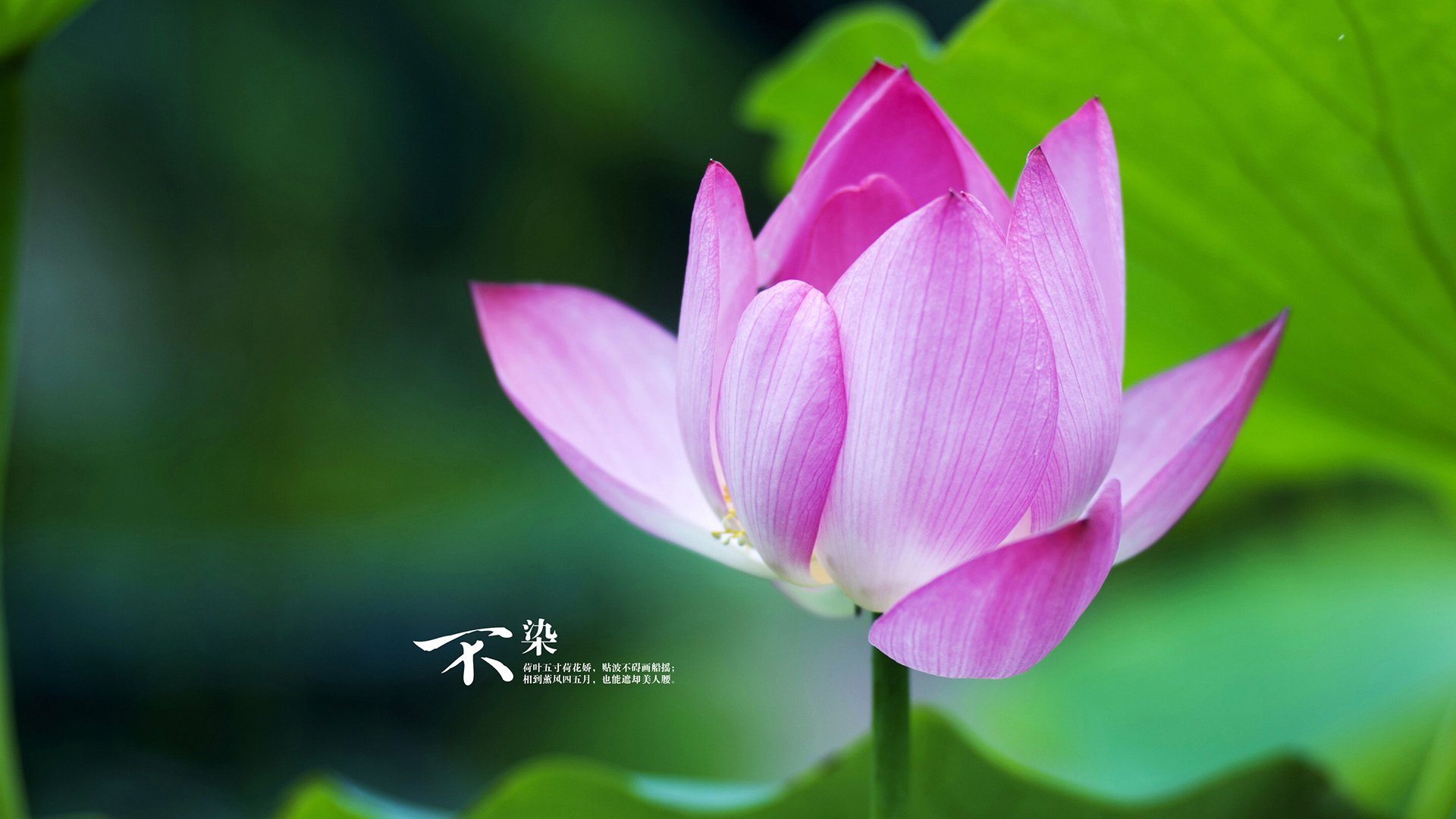 【战术大揭秘】马克·塞尔比：如何用细节赢得比赛？，马克塞尔比历史地位